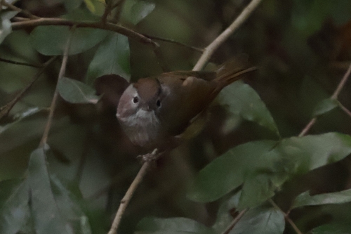 Spectacled Fulvetta (Fulvetta ruficapilla), photo 10