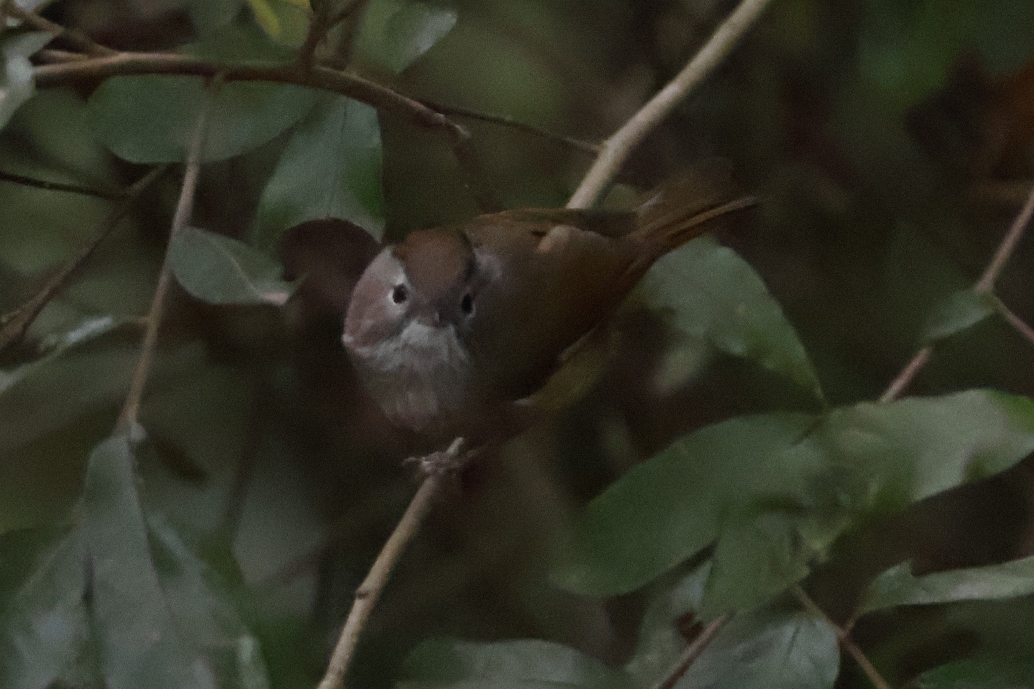 Spectacled Fulvetta