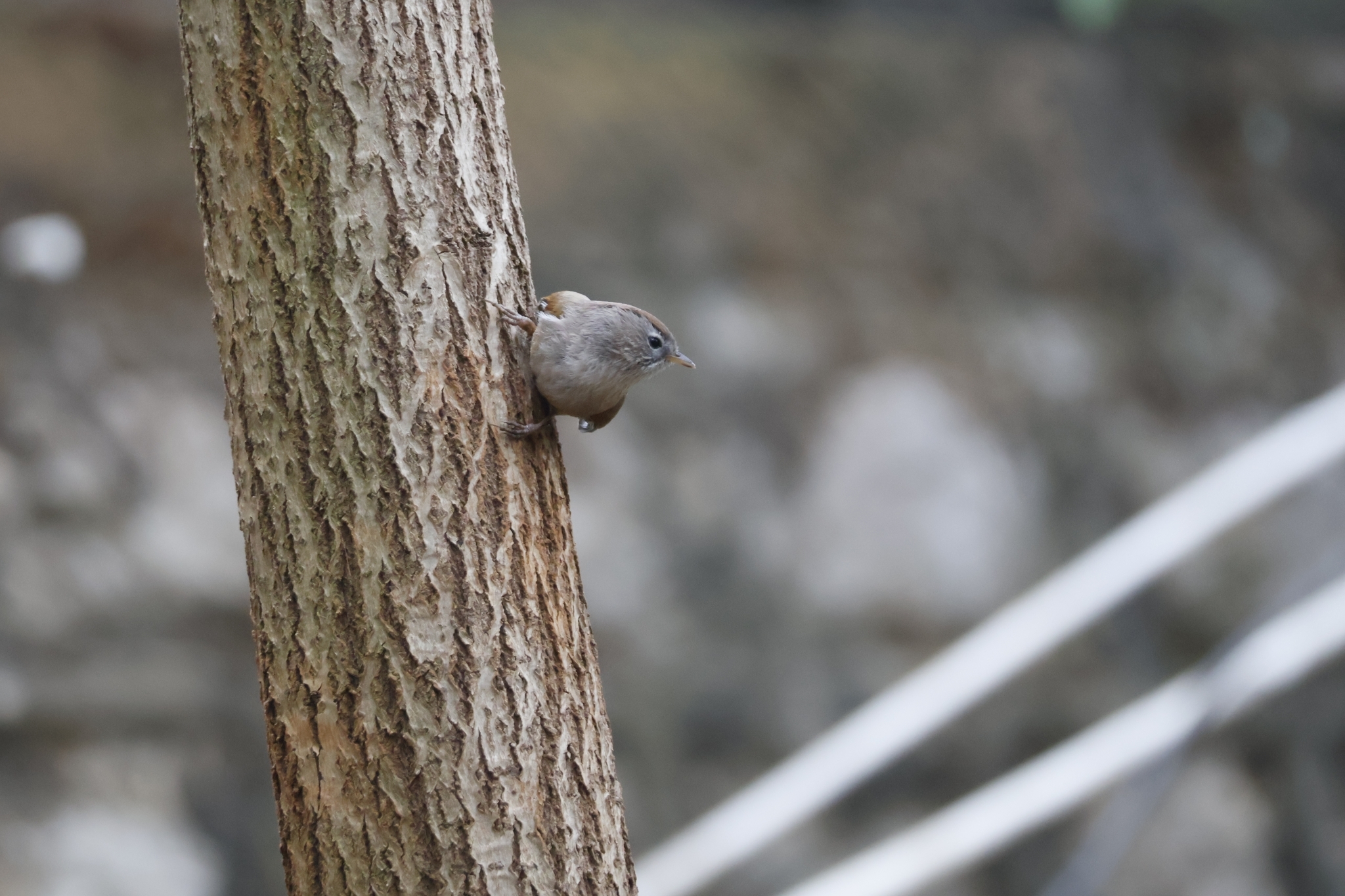 Spectacled Fulvetta
