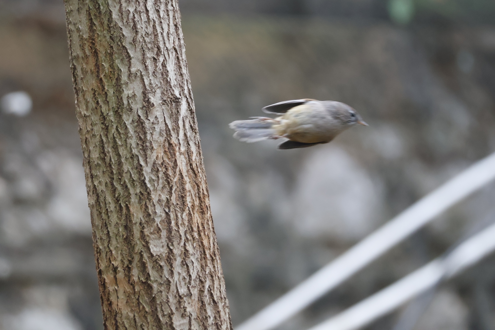 Spectacled Fulvetta