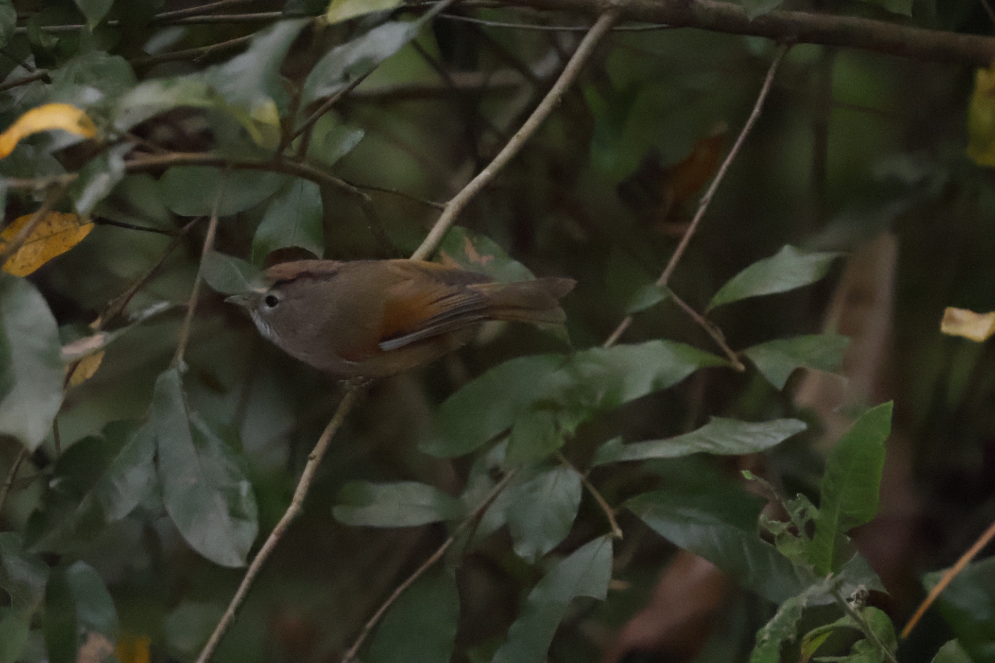 Spectacled Fulvetta