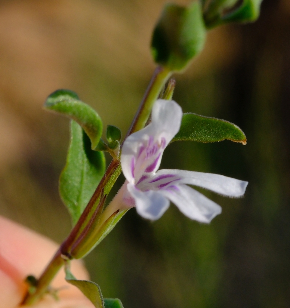 Dyschoriste pseuderecta