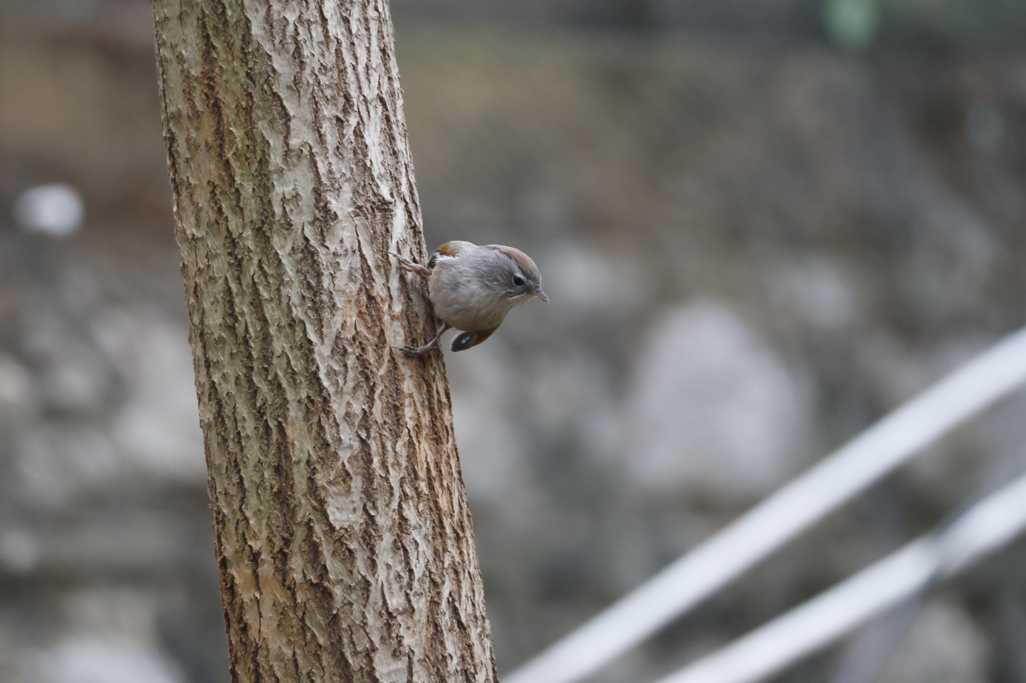 Spectacled Fulvetta