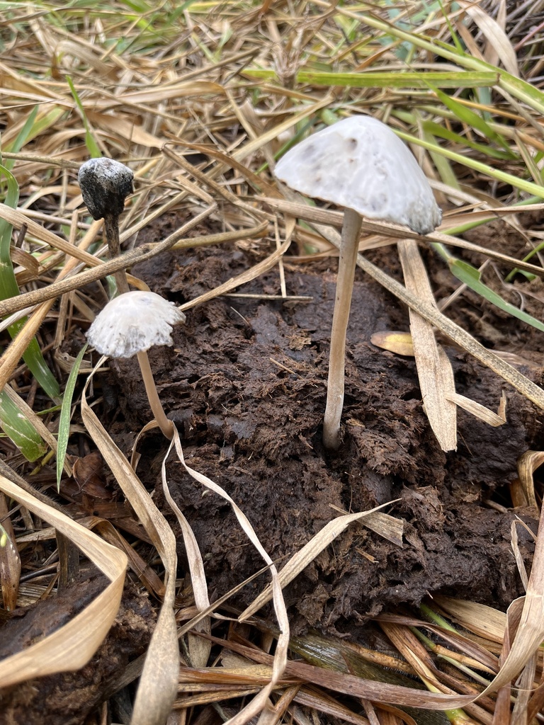 Panaeolus antillarum · March 2025 · photo: © mariobarroso (iNaturalist, cc-by)
