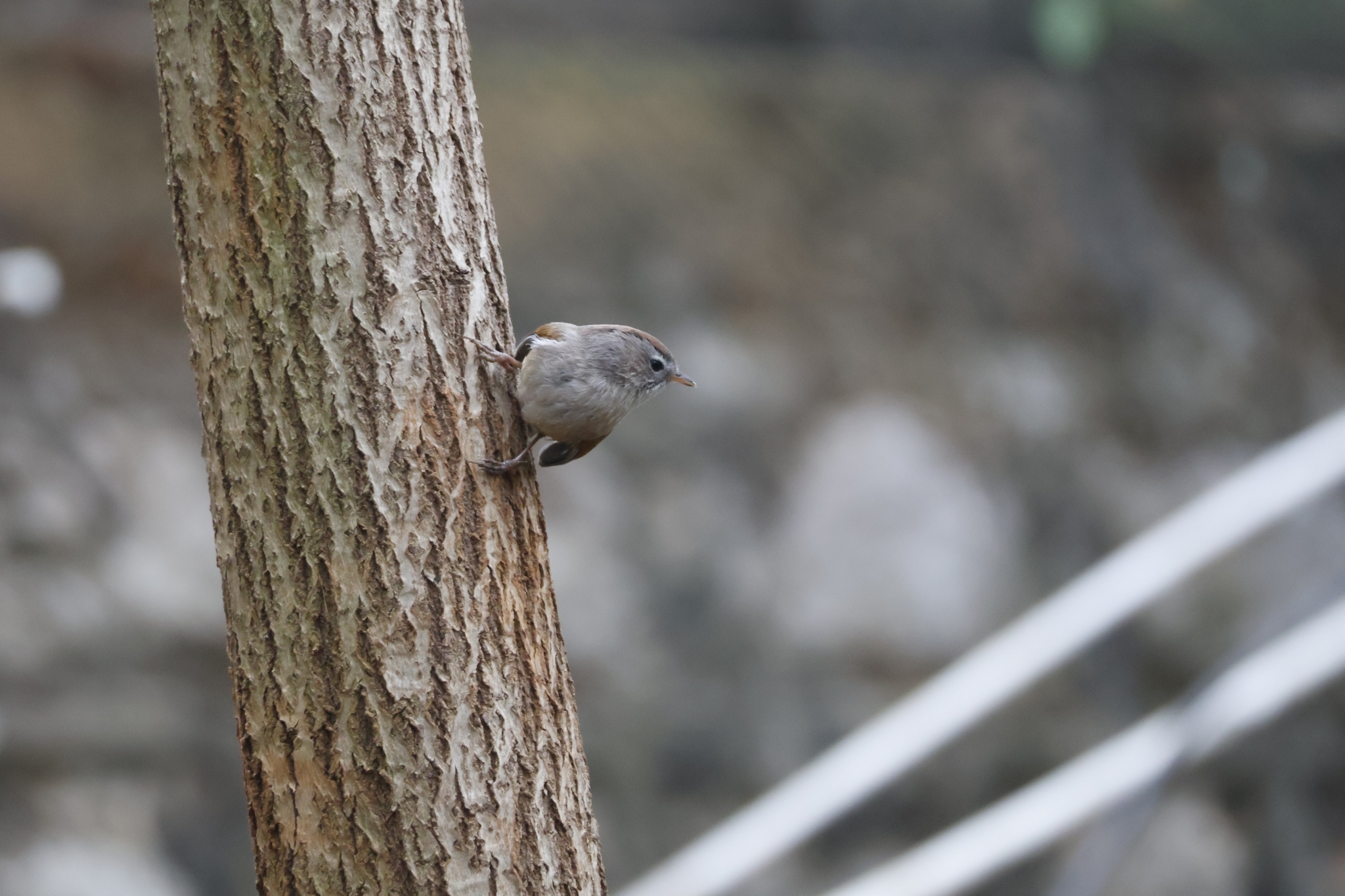 Spectacled Fulvetta