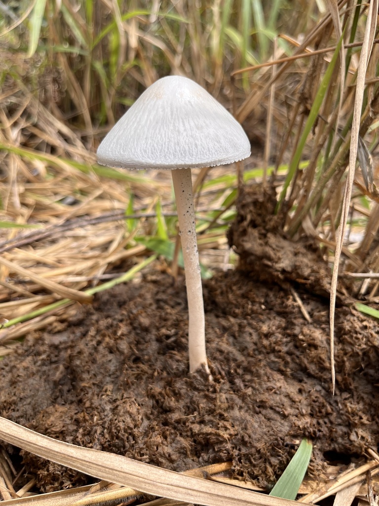 Panaeolus antillarum · March 2025 · photo: © mariobarroso (iNaturalist, cc-by)