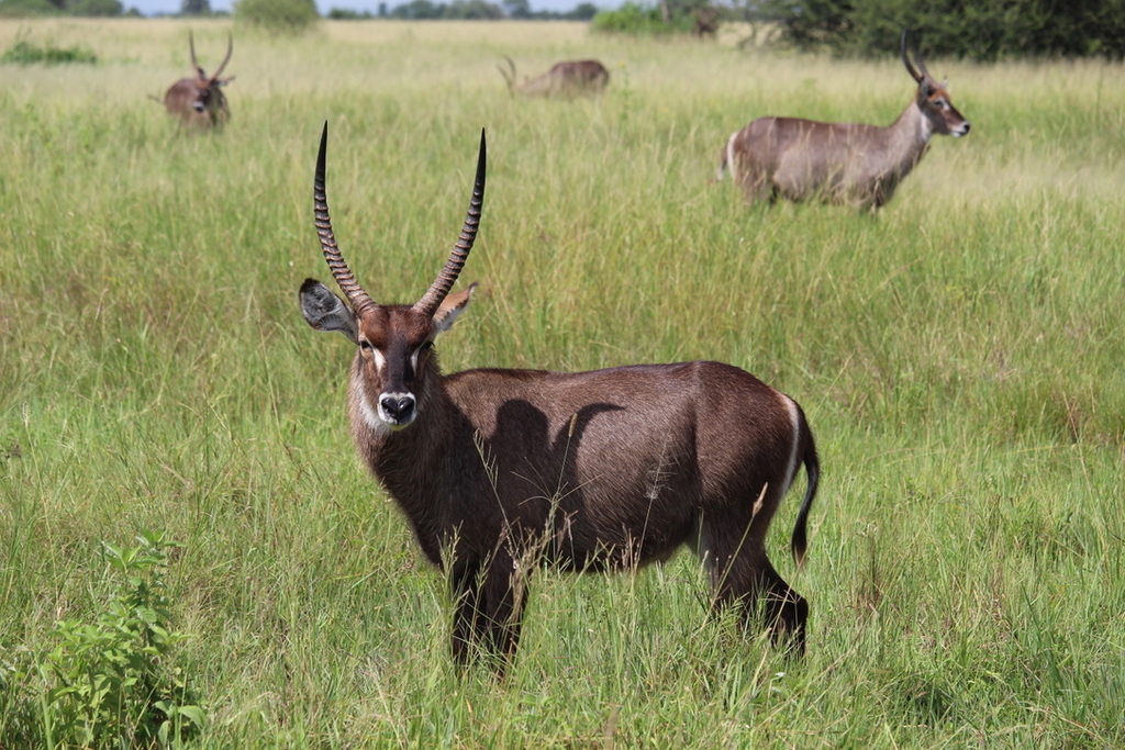 Common Waterbuck from Tarangire-Nationalpark, Tansania on February 22 ...
