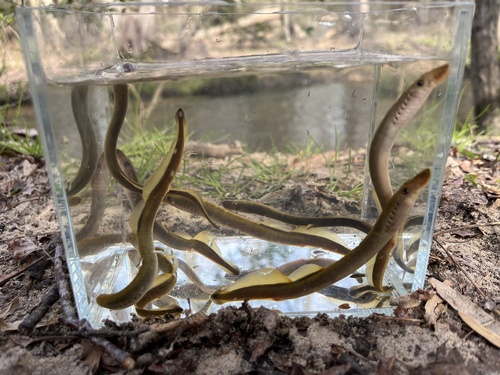 American brook lamprey (Lethenteron appendix) — Petromyzontidae
