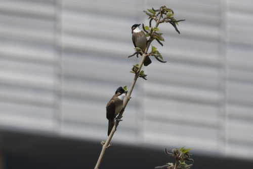 Brown-breasted Bulbul (Pycnonotus xanthorrhous), photo 8