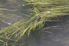 Zostera capensis