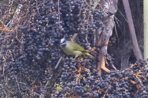 Crested Finchbill (Spizixos canifrons), photo 8