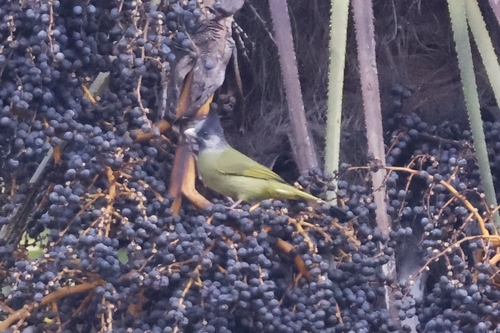 Crested Finchbill (Spizixos canifrons), photo 9
