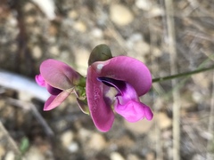Dipogon lignosus