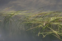 Zostera capensis