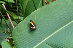 Adelpha boeotia