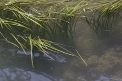 Zostera capensis