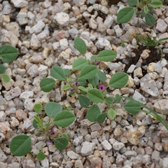 Silver Bush (Indigastrum argyroides)