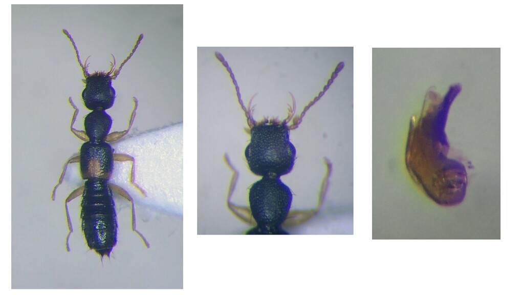 Astenus lyonessius