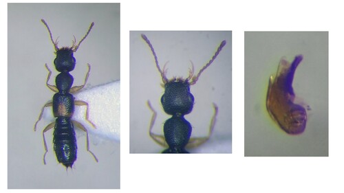 Astenus lyonessius