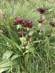 Gentiana purpurea