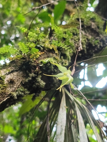 Aeranthes peyrotii Bosser 2