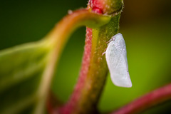Flatormenis proxima