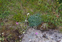 Dianthus gratianopolitanus