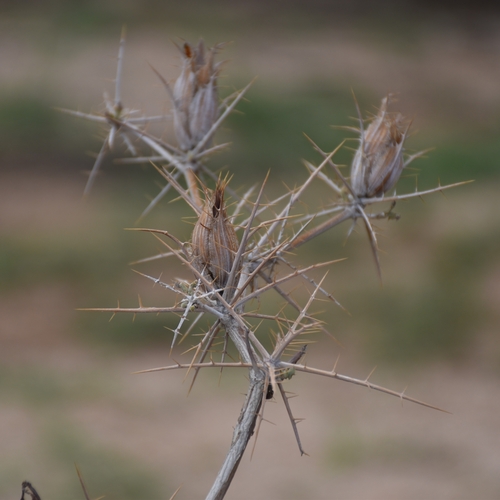 Image of Blepharis gigantea by (c) Nathan Van Cooten, some rights reserved (CC BY)