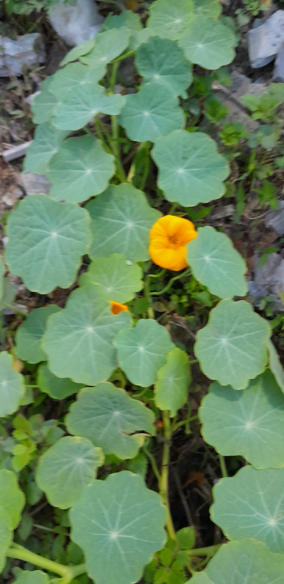 Tropaeolum majus — ảnh 3