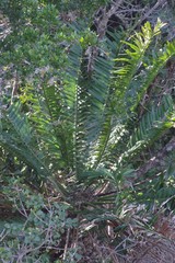 Encephalartos altensteinii