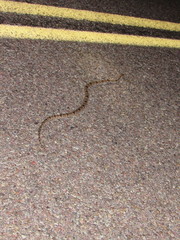 Trimorphodon vilkinsonii