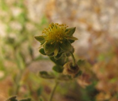 Ivesia saxosa