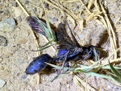 Chlorion aerarium
