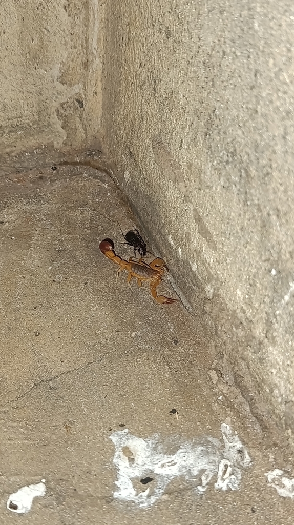 Ischnotelson guanambiensis