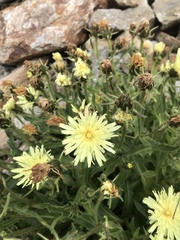 Schlagintweitia intybacea