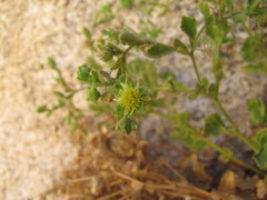 Ivesia saxosa