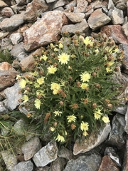 Schlagintweitia intybacea