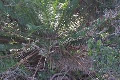 Encephalartos altensteinii