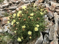 Schlagintweitia intybacea