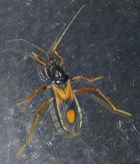 Rasahus biguttatus