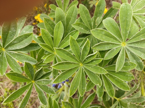 Image of Lupinus cosentinii by (c) Jamie Wood, some rights reserved (CC BY)