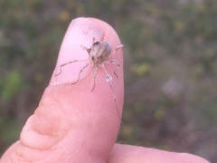 Odiellus troguloides