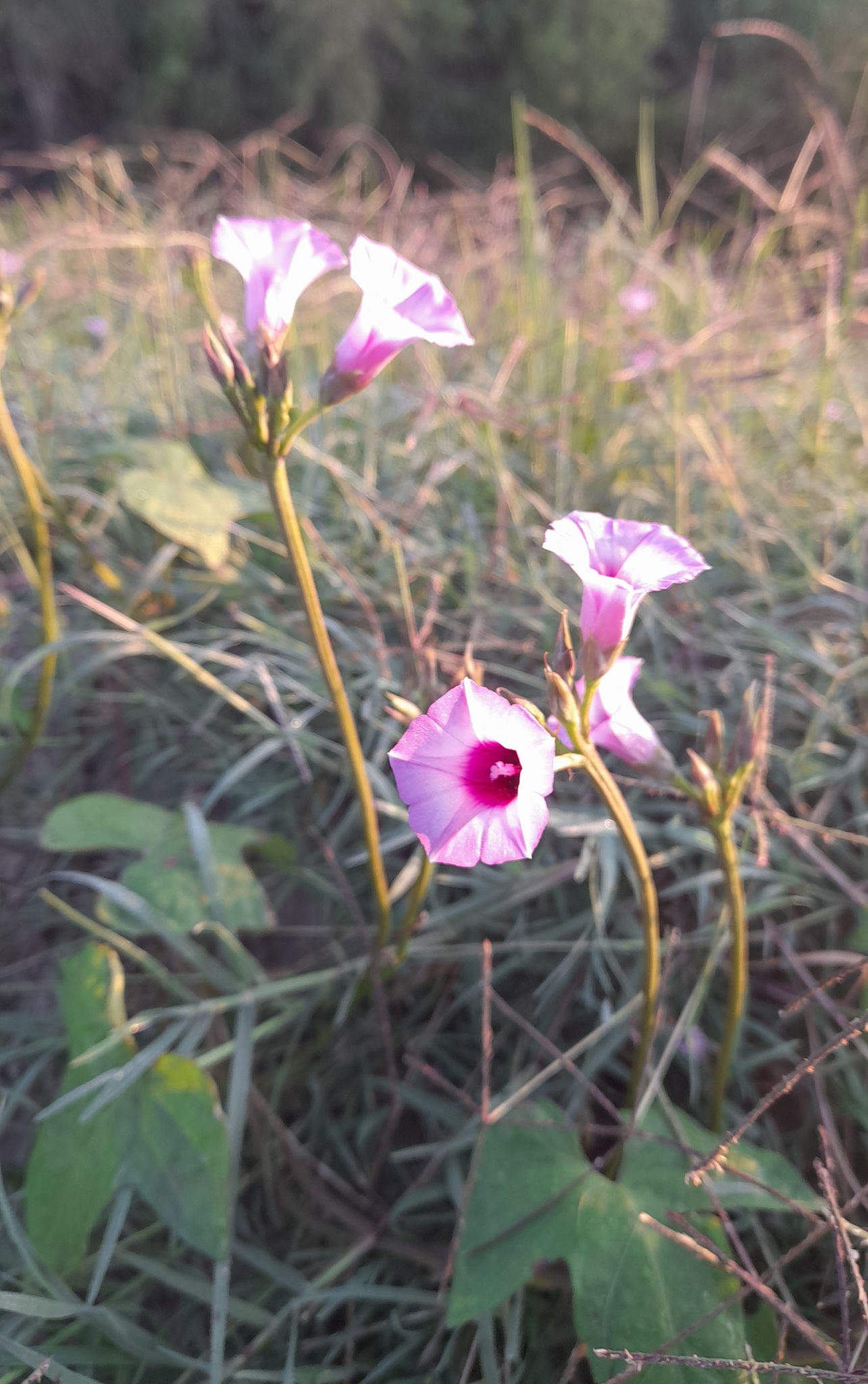 Imagem de Corda-de-viola