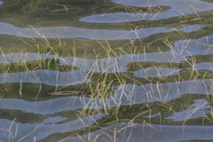 Zostera capensis