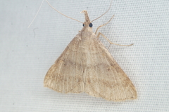 Phalaenostola eumelusalis