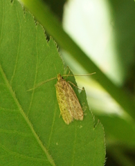 Glyphidocera