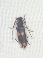 Tylonotus bimaculatus