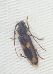 Tylonotus bimaculatus