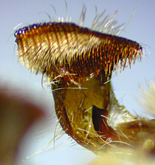 Amphipoea interoceanica