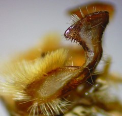 Amphipoea interoceanica